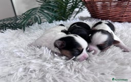 Yorkshire Terrier perros en venta: YORKSHIRE BIEWER HEMBRAS - Anuncio 17