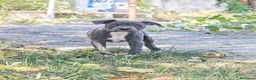Staffordshire Bull Terrier perros en venta: Staffordshire Bull Terrier Blue - Anuncio 7