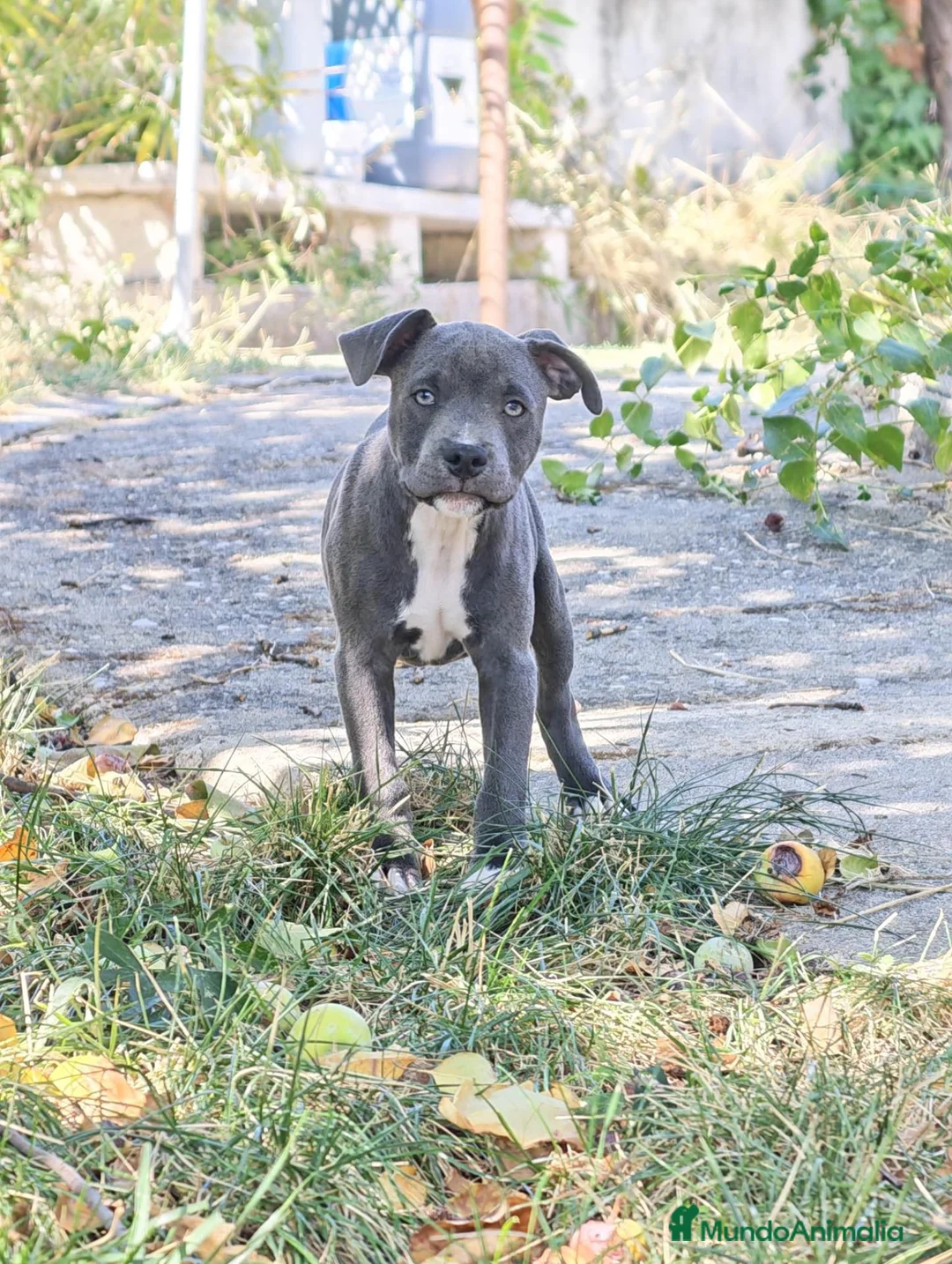 Staffordshire Bull Terrier perros en venta: Staffordshire Bull Terrier Blue - Anuncio 7