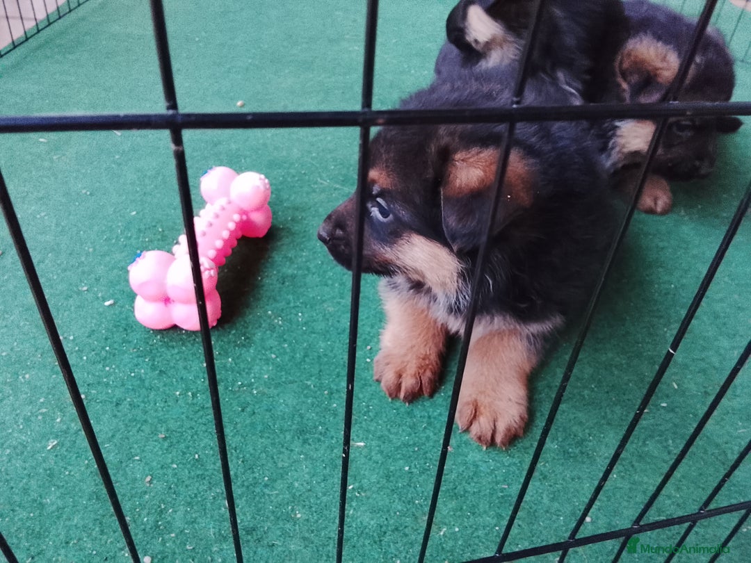 Pastor Alemán perros en venta: Cachorros de pastor alemán  - Anuncio 6