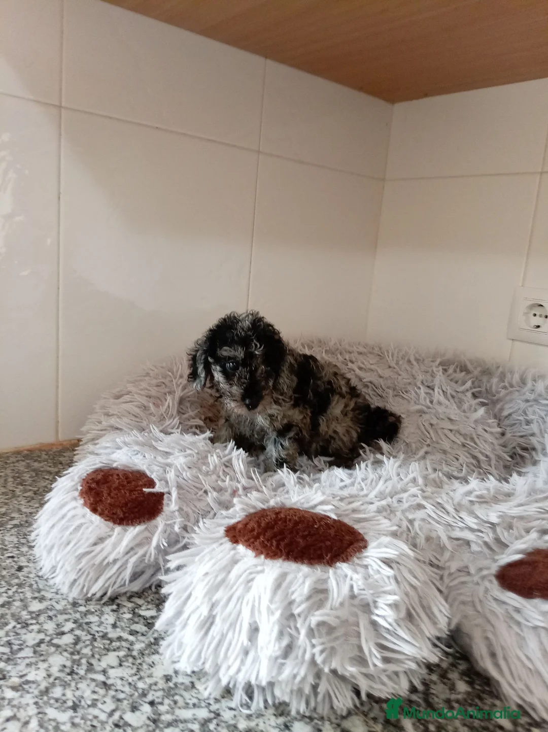 Caniche Toy perros en venta: Caniche toy - Anuncio 8