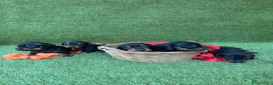 Teckel 3