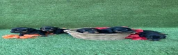 Teckel perros en venta: Preciosos Teckel negro fuego.  - Anuncio 5
