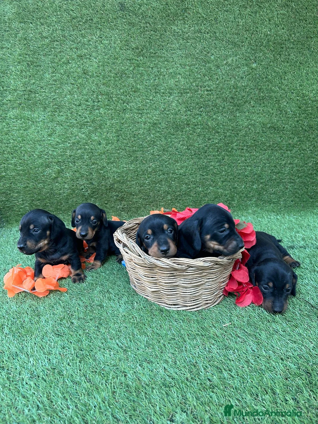 Teckel perros en venta: Preciosos Teckel negro fuego.  - Anuncio 5