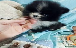 Pomerania perros en venta: Pomerania ositos mini 🩷 - Imagen 3