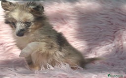 Perro Pastor de las Shetland perros en venta: PASTOR DE SHETLAND HEMBRA MERLE - Imagen 6