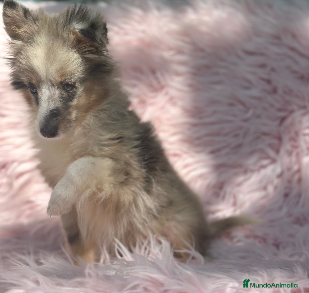 Perro Pastor de las Shetland perros en venta: PASTOR DE SHETLAND HEMBRA MERLE - Imagen 6