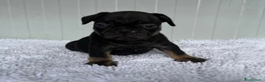 Bulldog Francés 1