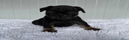 Bulldog Francés perros en venta: Bulldog frances Exotic - Anuncio 37