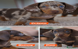 Teckel Miniatura perros en venta: 💥🐶 Compactos y peligrosos 🚀 - Imagen 4