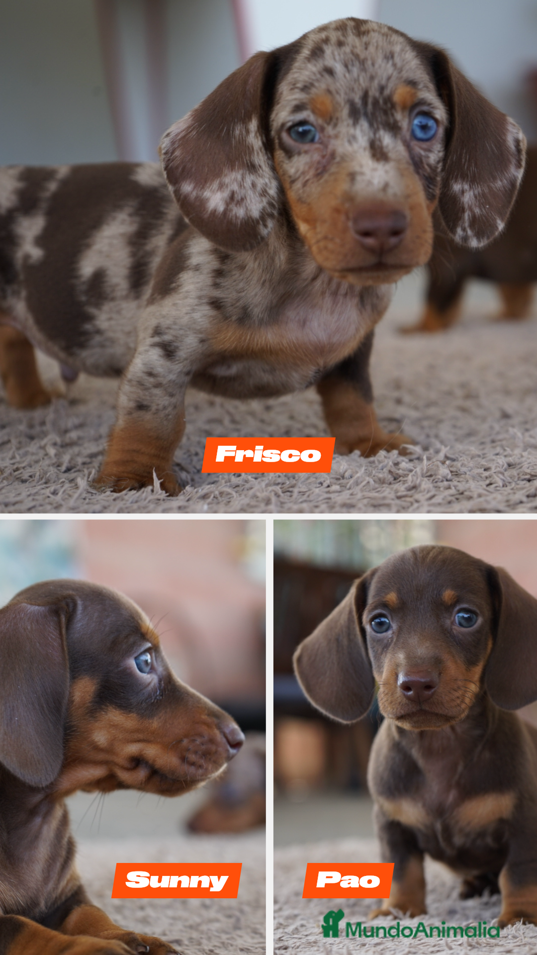 Teckel Miniatura perros en venta: 💥🐶 Compactos y peligrosos 🚀 - Imagen 4
