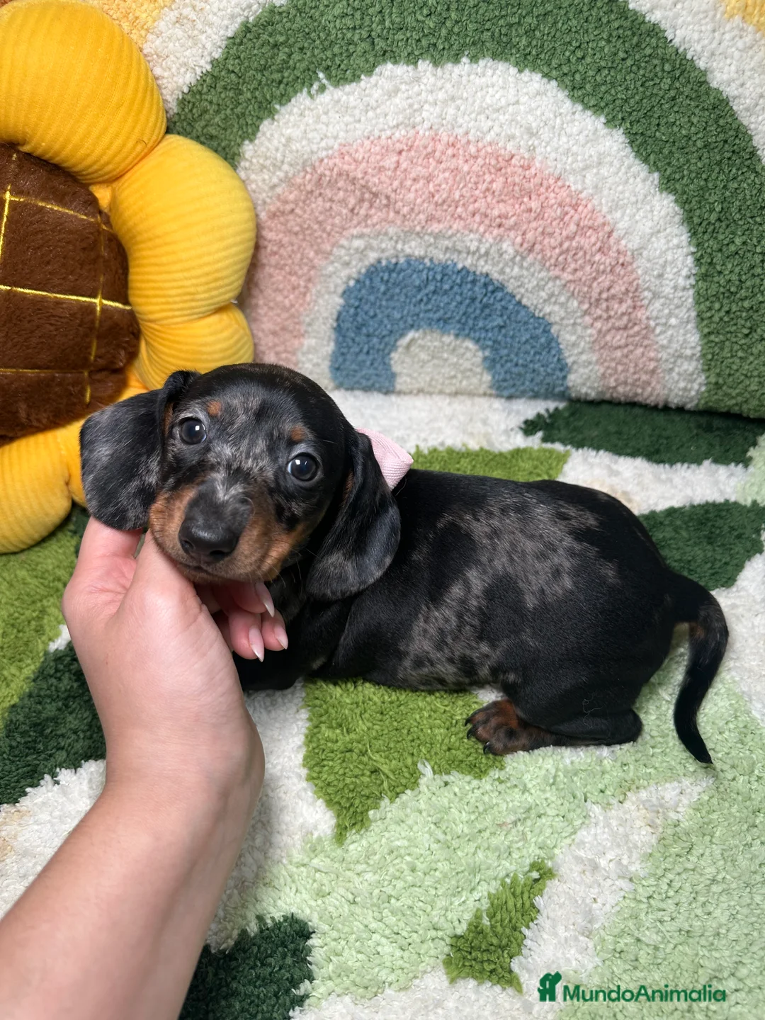 Teckel Miniatura perros en venta: Teckel Kaninchen Arlequin Hembra - Anuncio 1