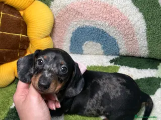 Teckel Miniatura perros Teckel Kaninchen Arlequin Hembra - Anuncio 1