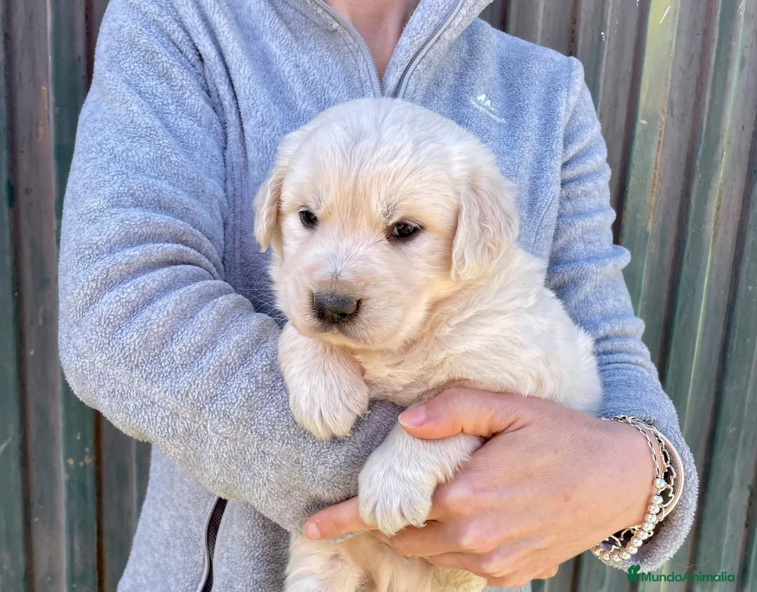 Golden Retriever perros en venta: Golden Retriever - Anuncio 6