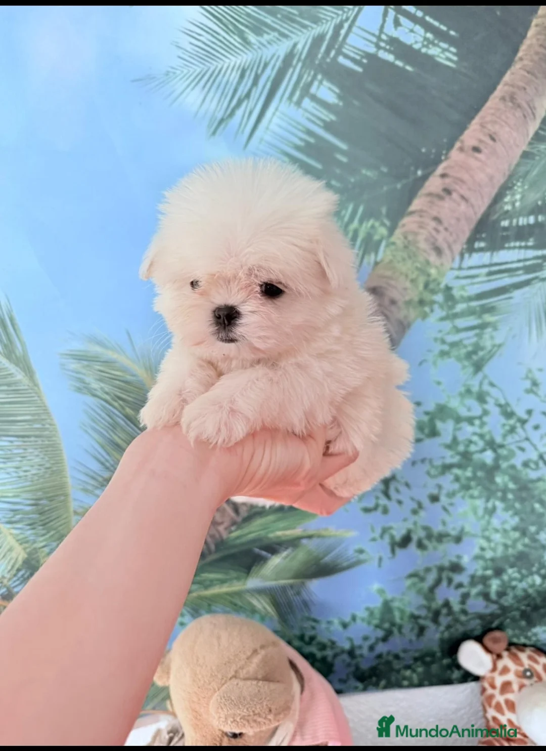 Bichón Maltés perros en venta: Bichon maltés coreano - Anuncio 3