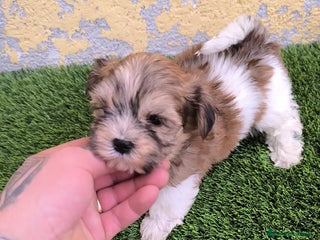 Biewer Yorkshire Terrier a la Pom Pon perros - Anuncio 15