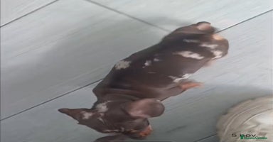 Teckel Miniatura perros - Anuncio 4