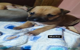 American Pit Bull Terrier perros en venta: American pitbull - Imagen 5