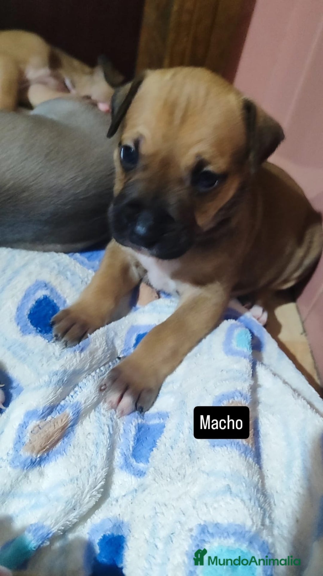 American Pit Bull Terrier perros en venta: American pitbull - Imagen 5