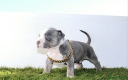 American Pit Bull Terrier perros en venta: American pitbull terrier criado todo en casa - Imagen 6