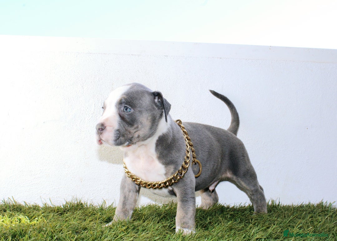 American Pit Bull Terrier perros en venta: American pitbull terrier criado todo en casa - Imagen 6