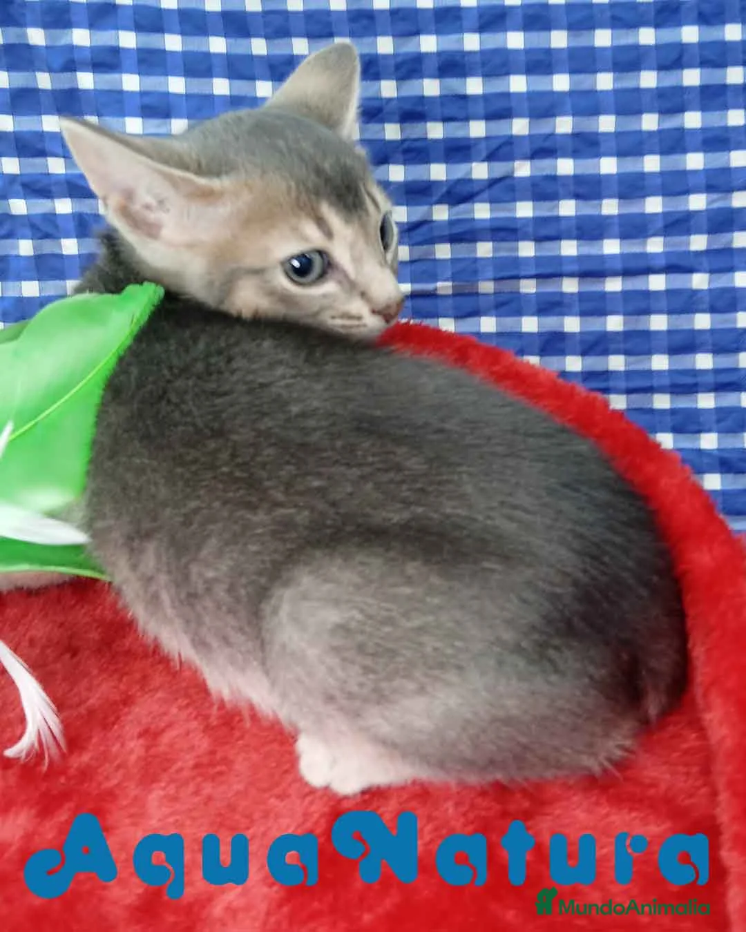 Abisinio gatos en venta:  Abisinio Macho de Mia 4176 - AQUANATURA en Barcelona - Anuncio 7