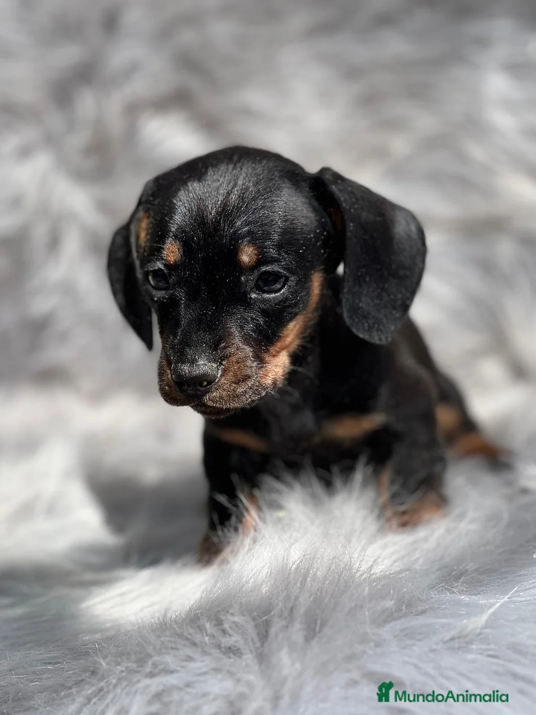 Teckel Miniatura perros en venta: Teckel miniatura  en Barcelona - Anuncio 5