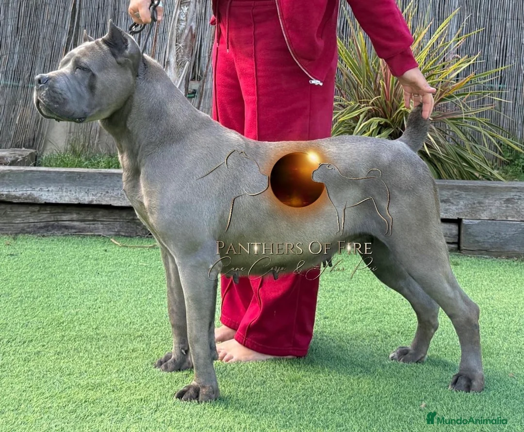 Cane Corso perros en venta: Cane Corso (cachorros) - Anuncio 2