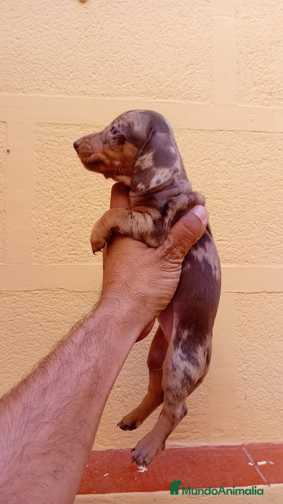 Teckel Miniatura perros en venta: Teckel mini  - Anuncio 1