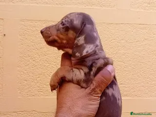 Teckel Miniatura perros Teckel mini - Anuncio 1