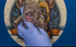 Bulldog Francés perros en venta: Bulldog francés exóticos  - Imagen 3