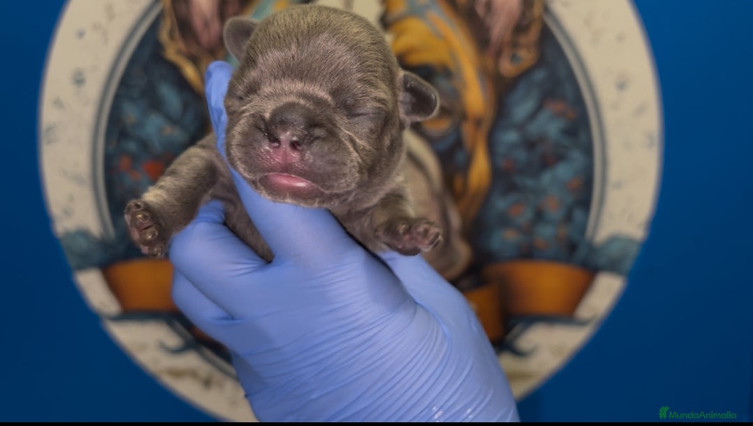 Bulldog Francés perros en venta: Bulldog francés exóticos  - Imagen 3