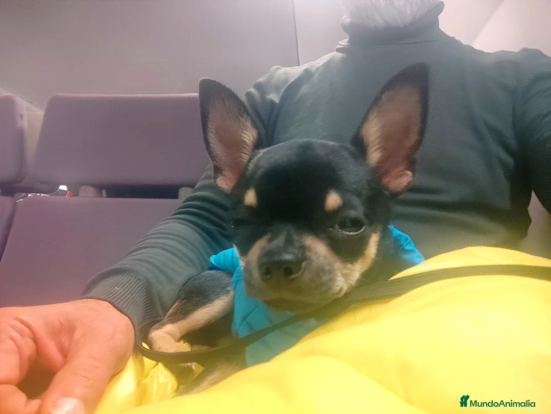 Chihuahua perros en venta: Chihuahua muy bonito - Anuncio 2