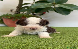 Perro de Agua Español perros en venta: PERRO DE AGUA ESPAÑOL MACHO - Imagen 2