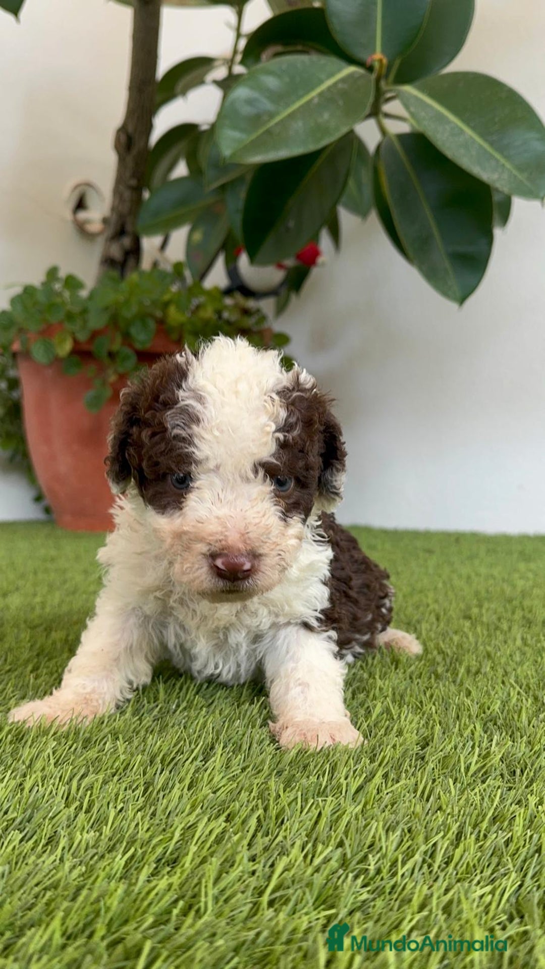 Perro de Agua Español perros en venta: PERRO DE AGUA ESPAÑOL MACHO - Imagen 2