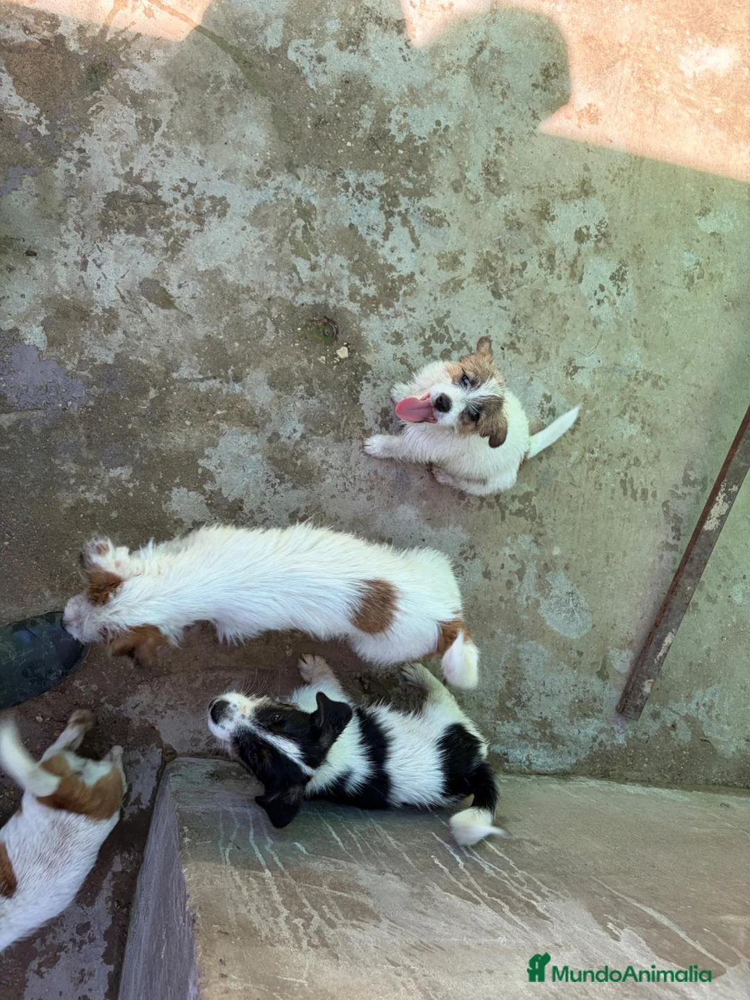 Jack Russell Terrier perros en venta: Jack terrier  - Anuncio 11