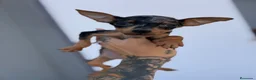 Pinscher Miniatura perros en venta: Mini pincher Exoticos  - Anuncio 14