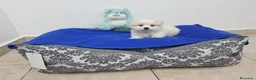 Bichón Maltés perros en venta: Bichón maltés - Anuncio 4