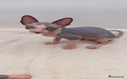 Sphynx gatos en venta: Machito bicolor  - Anuncio 2