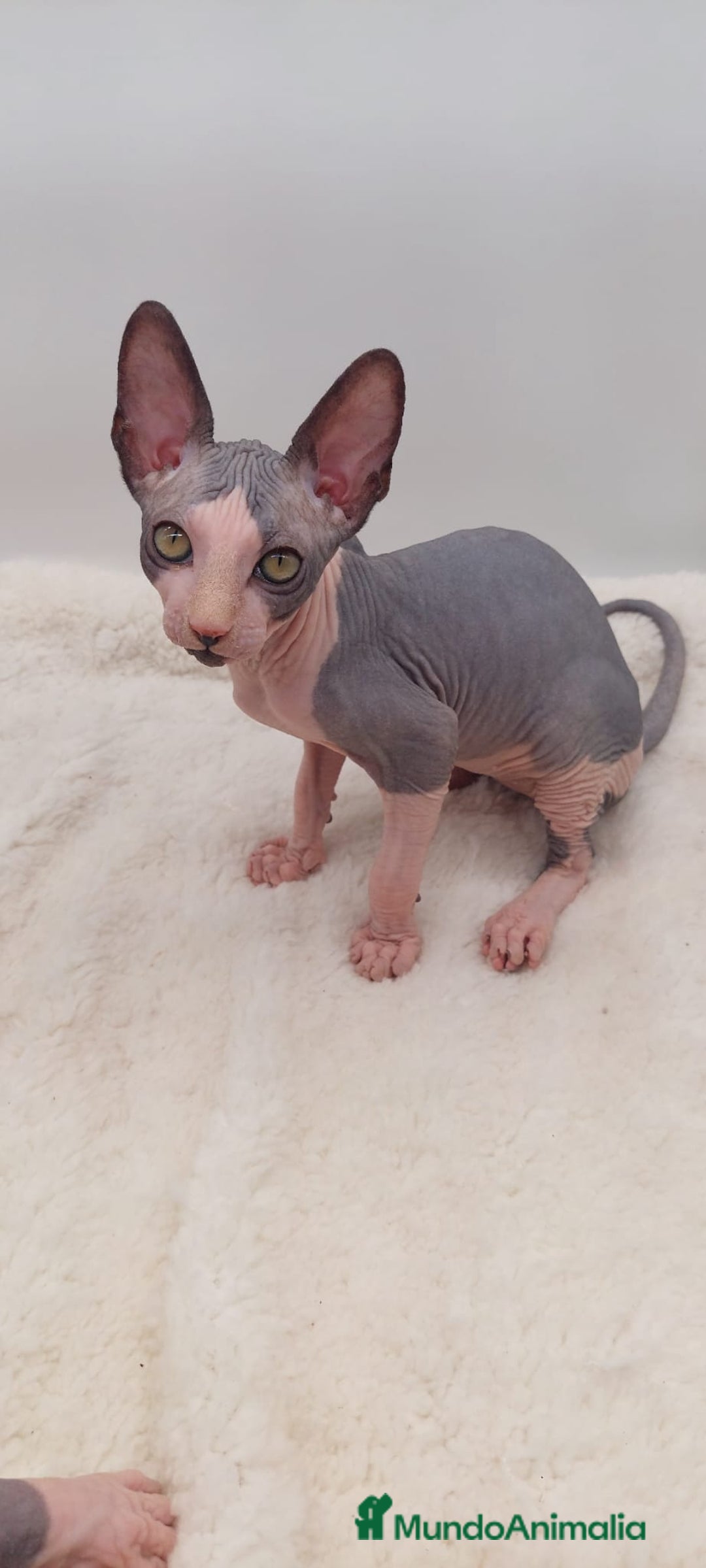 Sphynx gatos en venta: Machito bicolor  - Anuncio 2