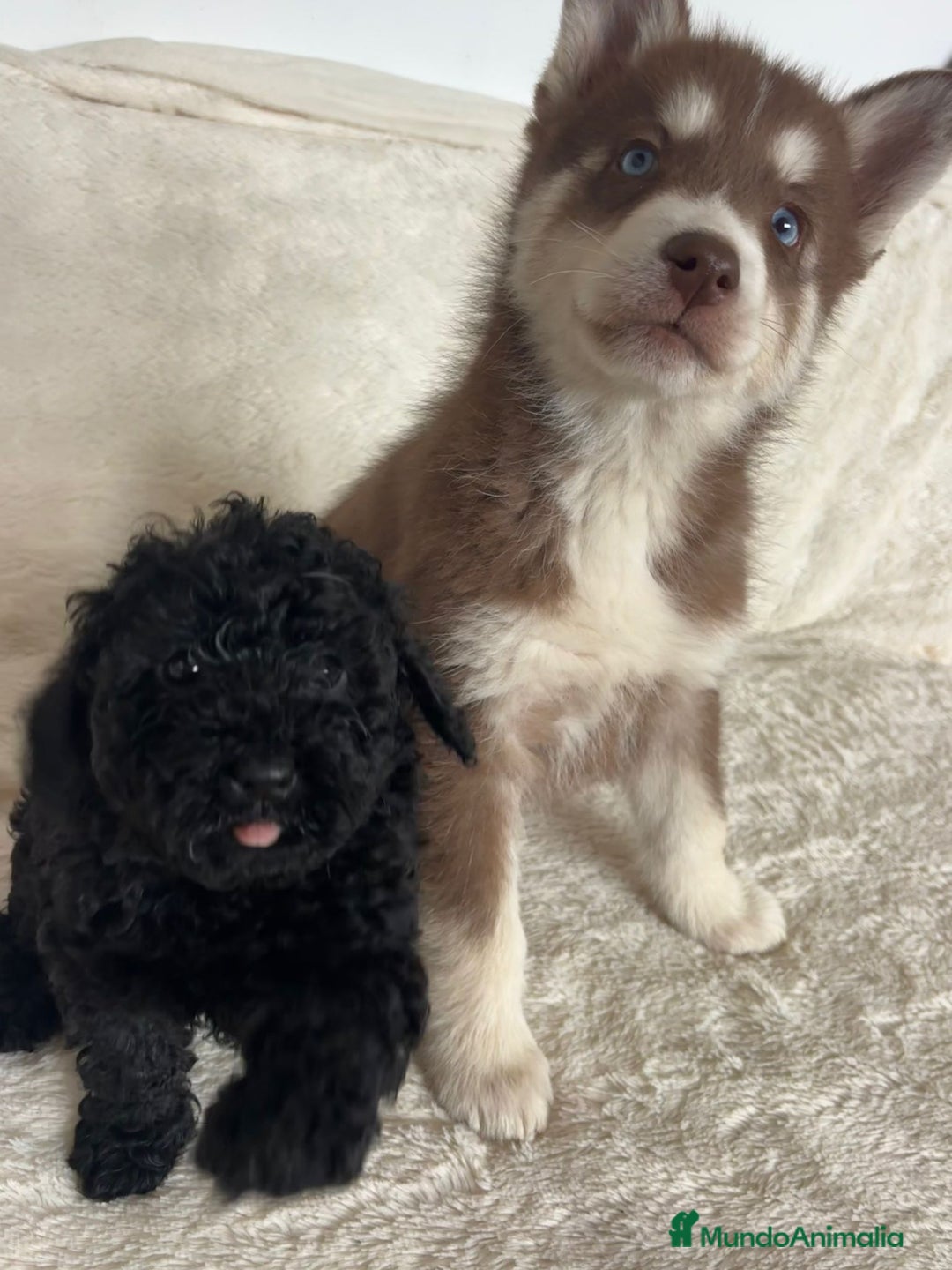 Husky Siberiano perros en venta: Haski siberiano chocolate  - Anuncio 3