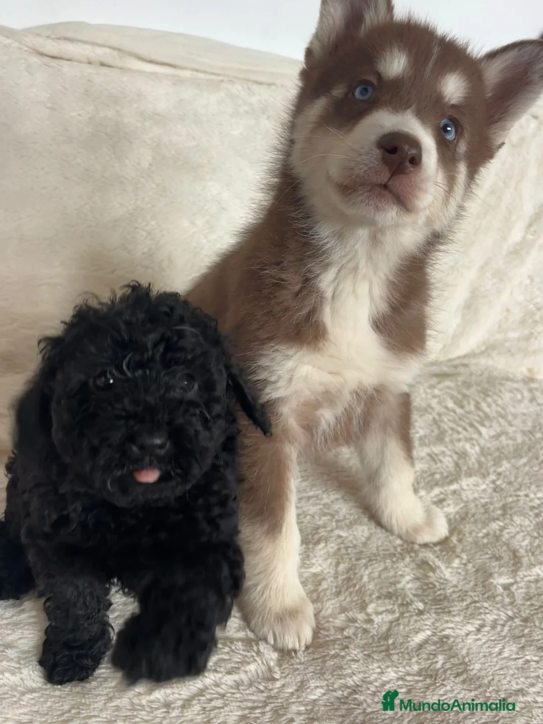 Husky Siberiano perros en venta: Haski siberiano chocolate  - Anuncio 3