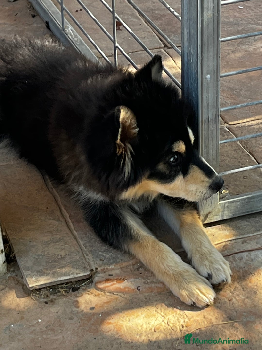 Pomsky perros en venta: Pomsky minuatura - Imagen 4