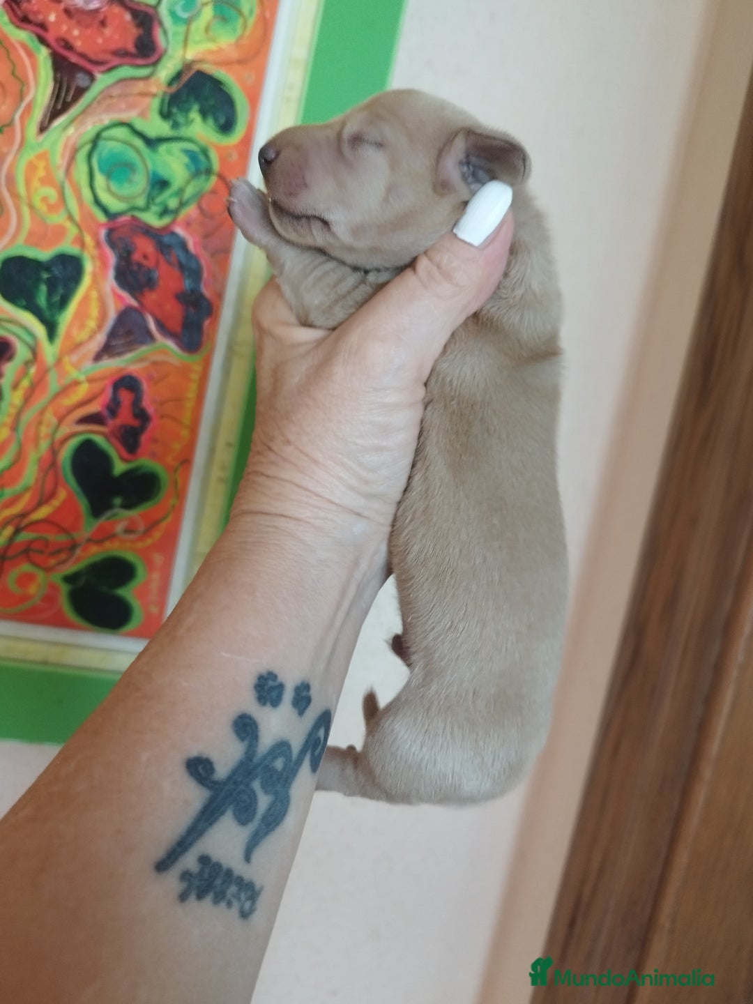 Teckel perros en venta: TECKEL CALIDAD Y SELECCIÓN  - Imagen 1