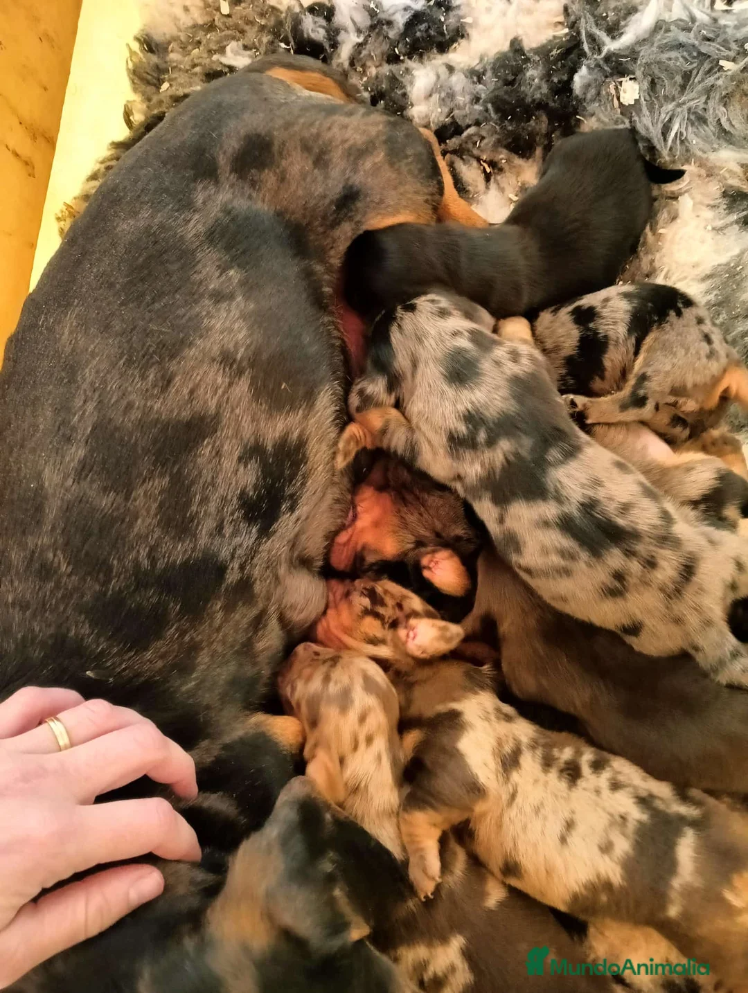 Teckel Miniatura perros en venta: TECKEL MINIATURA EXÓTICOS  - Anuncio 6