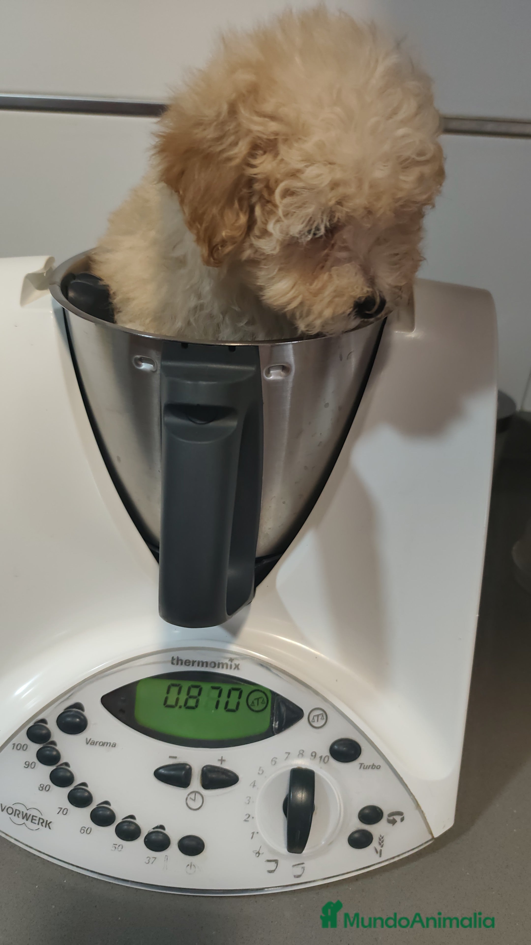 Caniche Toy perros Espectacular camada - Anuncio 1