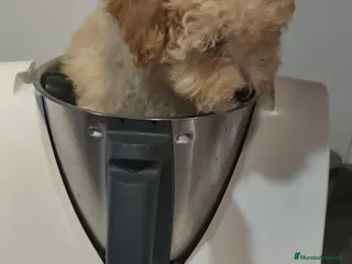 Caniche Toy perros Espectacular camada - Anuncio 1