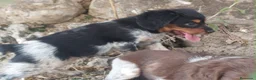 Épagneul Breton perros en venta: Epagneul bretón  - Anuncio 5