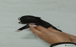Chihuahua perros en venta: Chihuahua  - Anuncio 2