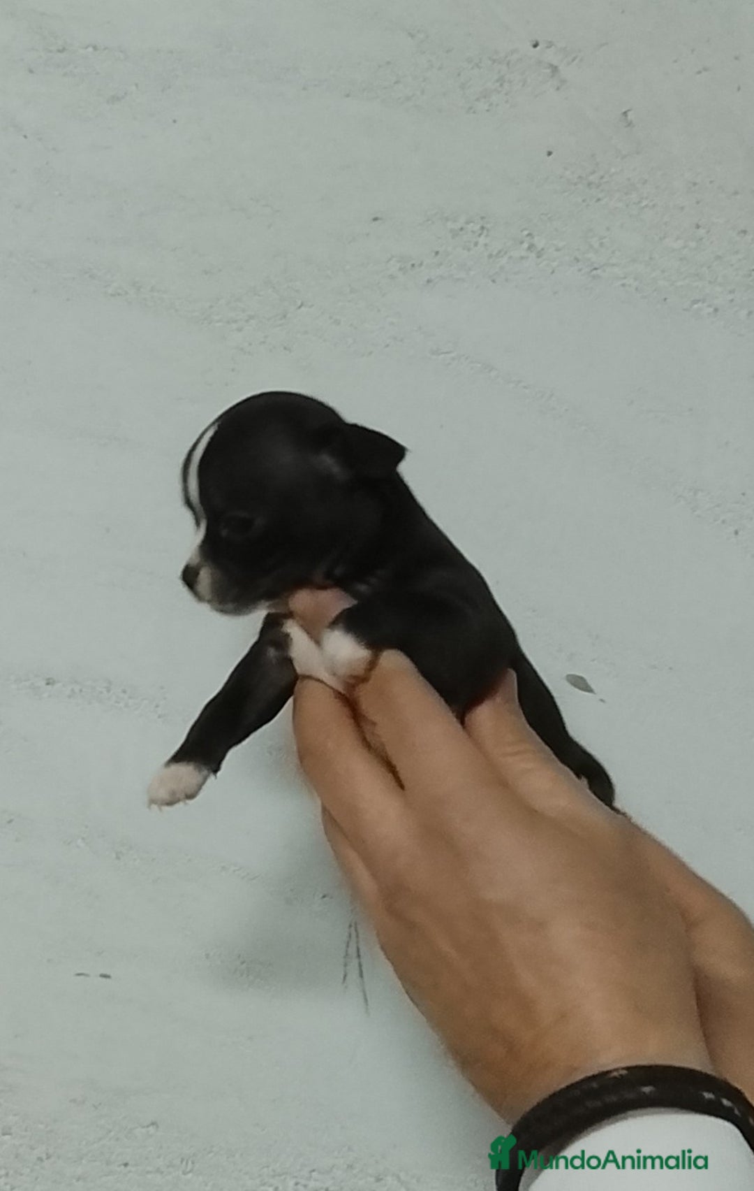 Chihuahua perros en venta: Chihuahua  - Anuncio 2
